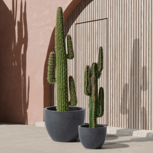KAKTUS EUPHORBIA